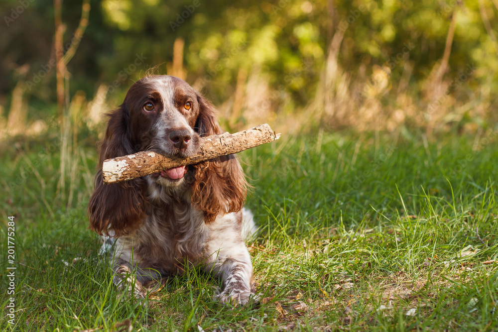 Brown spotted russian spaniel in the forest Brown spotted russian spaniel in the forest