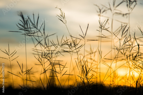 Close up White flower in field with sunrise background.