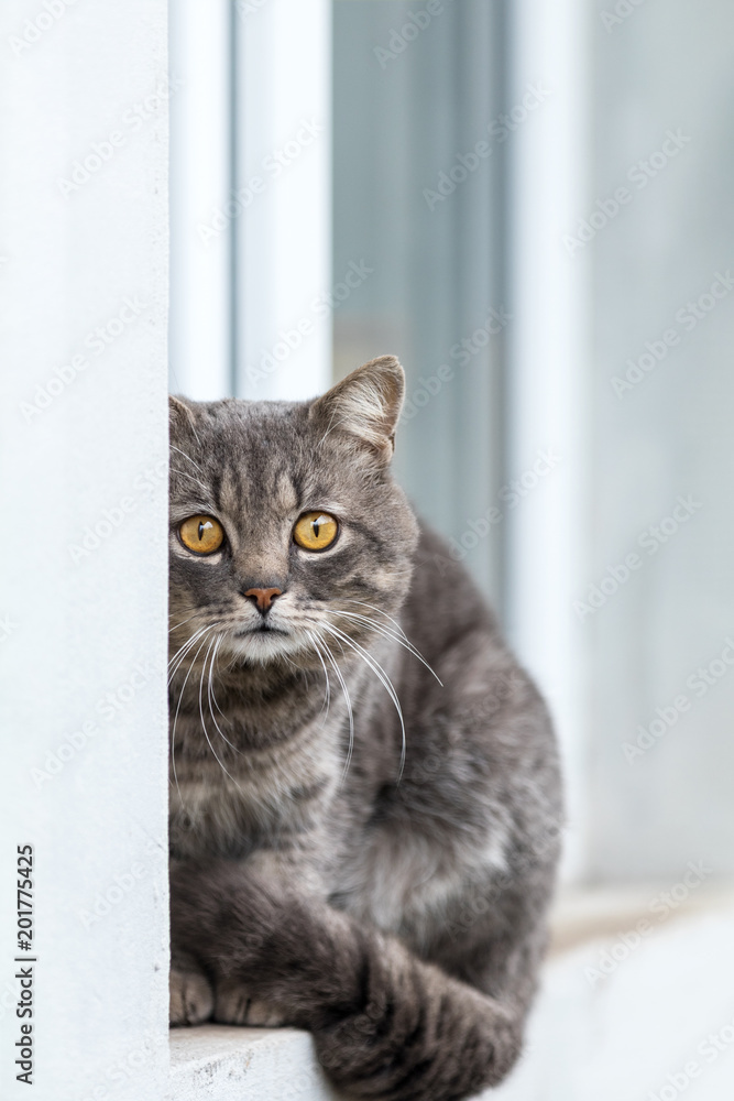 Cute gray cat sitting on the windowsill of the house outdoor