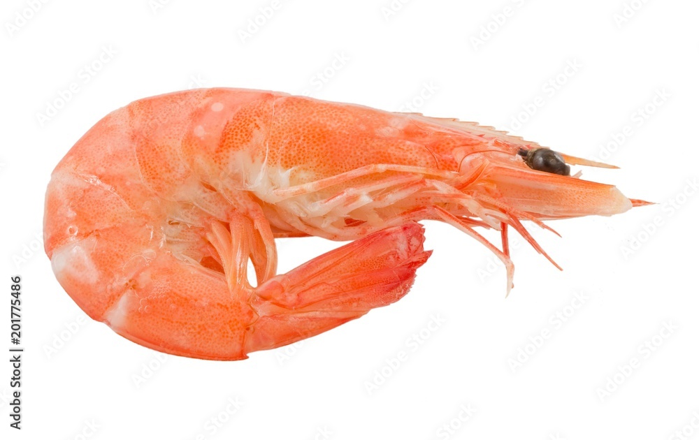 Prawns or Tiger Shrimps in White Background Prawns or Tiger Shrimps in White Background