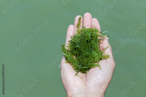 Sea grapes in hands photo