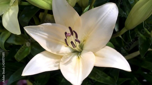 Beautiful white lily flower closeup. HD video