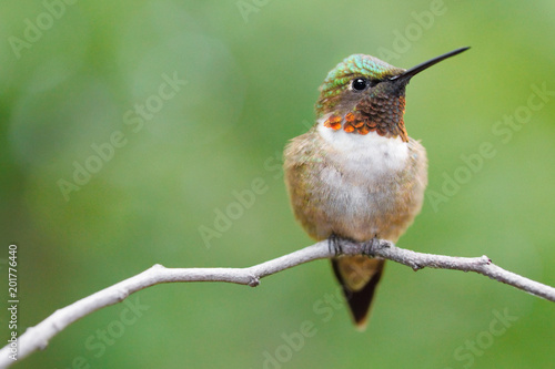 Ruby-throated hummingbird perched on a twig.
