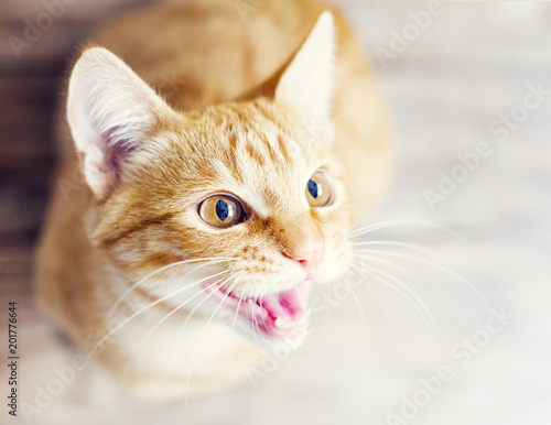 Beautiful red kitten on a wooden surface close up, top view