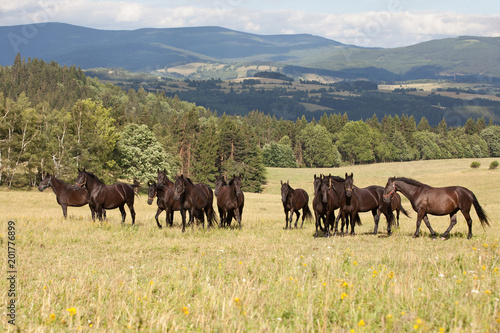 Foto Portrait of herd black kladrubian horses