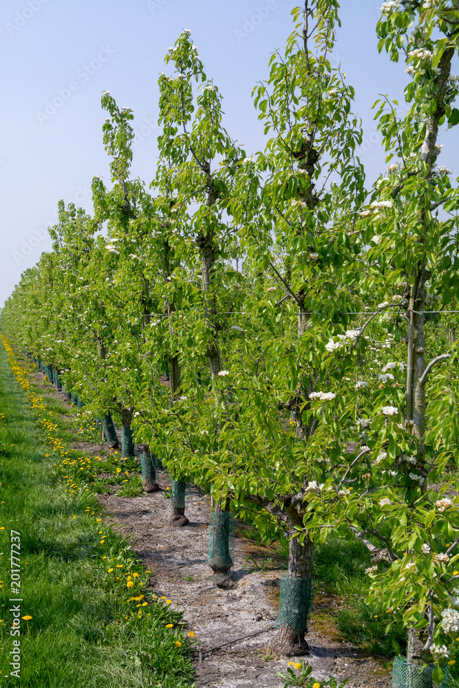 Pear tree blossom, spring season in fruit orchards in Haspengouw agricultural region in Belgium, landscape