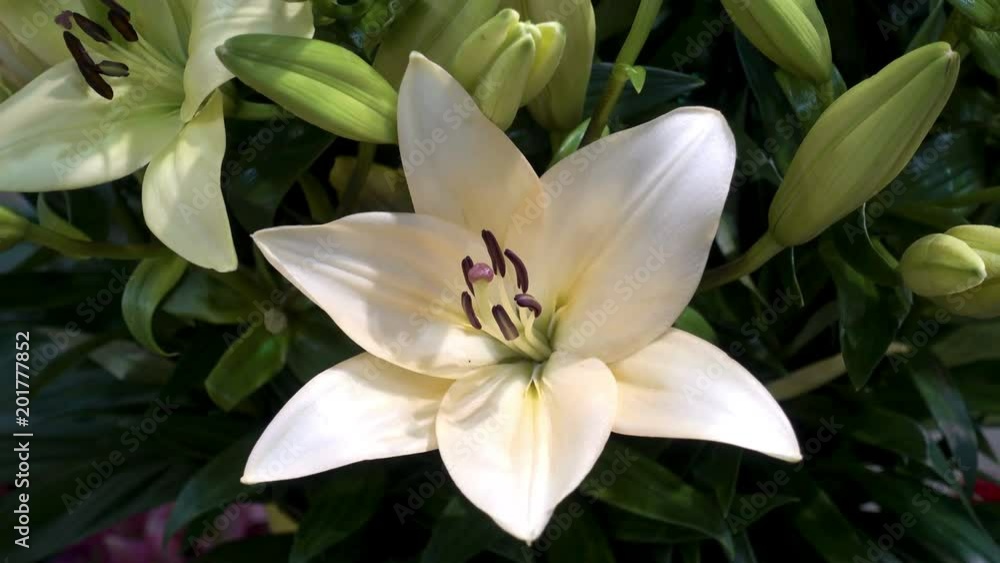4K view of beautiful white lily flower close-up. 4K view of beautiful white lily flower close-up.