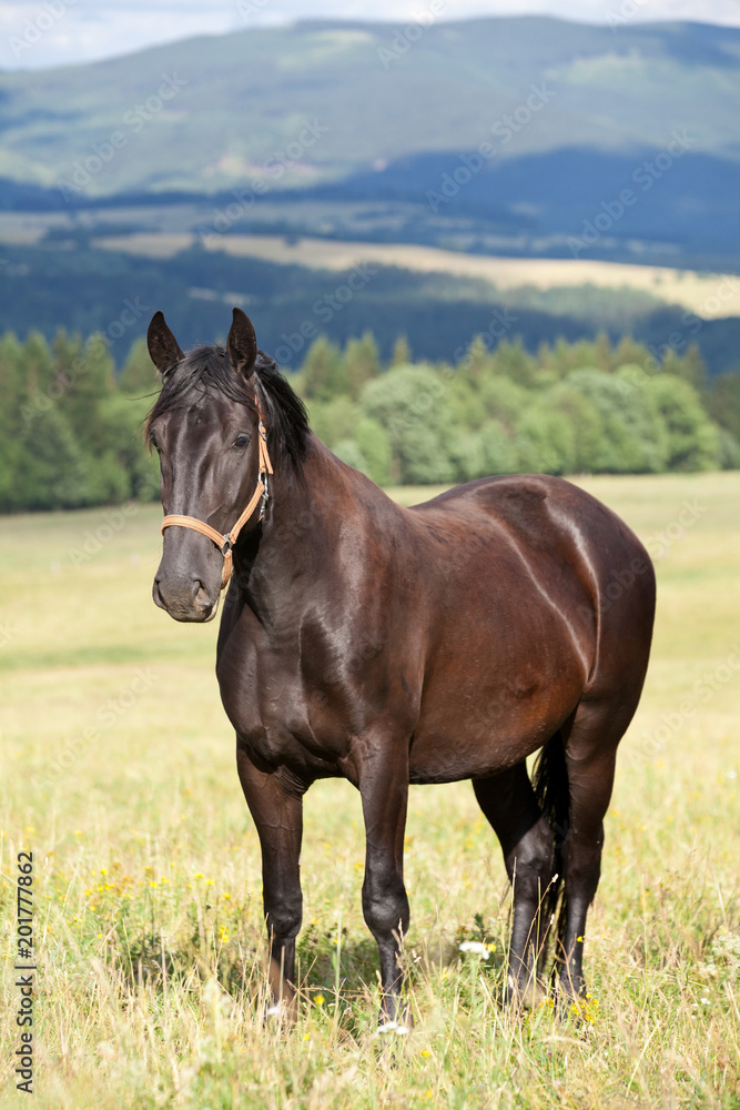 Obraz premium Portrait of nice black kladrubian horse