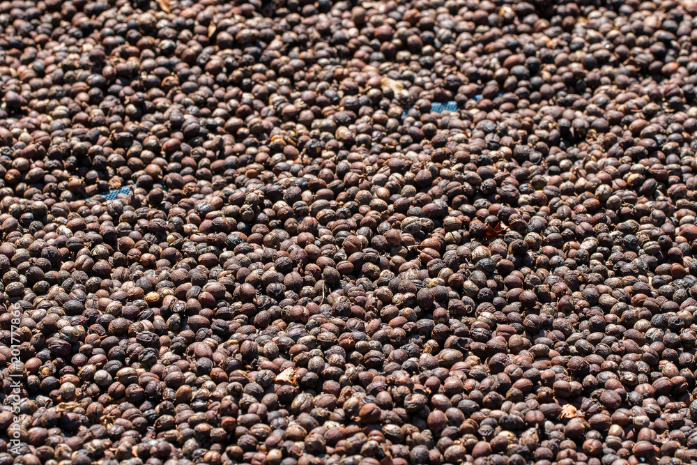 Arabica coffee beans background Arabica coffee beans background
