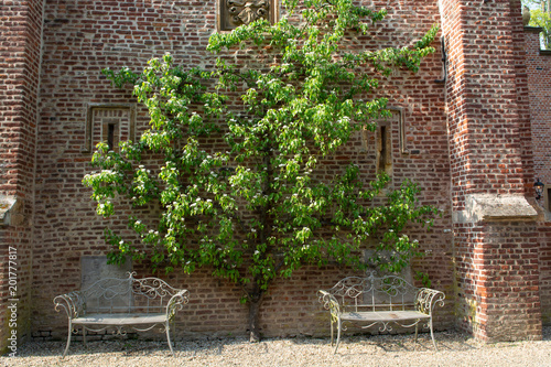 Wall of old castle with 2 iron benches and klimbing big pear tree, landscape design gardens