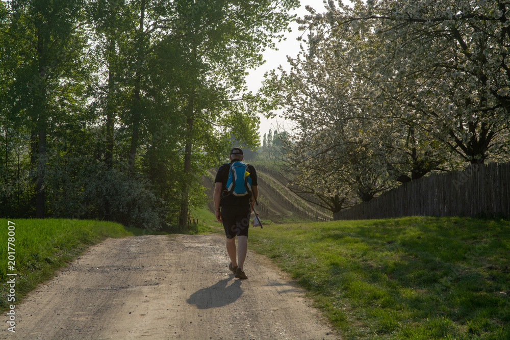 Adult man walking in sport clothing on the forest road, springtime in Haspengouw, Belgium Adult man walking in sport clothing on the forest road, springtime in Haspengouw, Belgium