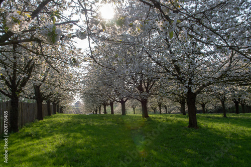 Cherry tree blossom  spring season in fruit orchards in Haspengouw agricultural region in Belgium  landscape