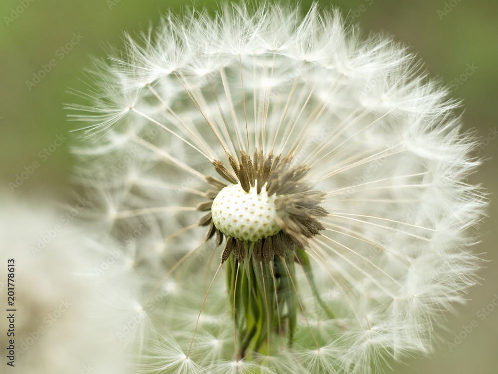 Fototapeta premium Dandelion. Spring flowering. A faded dandelion. Boke