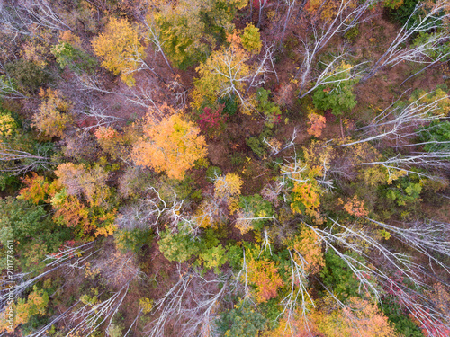 Fall Foliage from a Drone photo