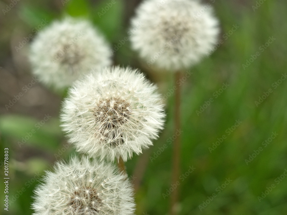 Dandelion. Spring flowering. A faded dandelion. Boke Dandelion. Spring flowering. A faded dandelion. Boke