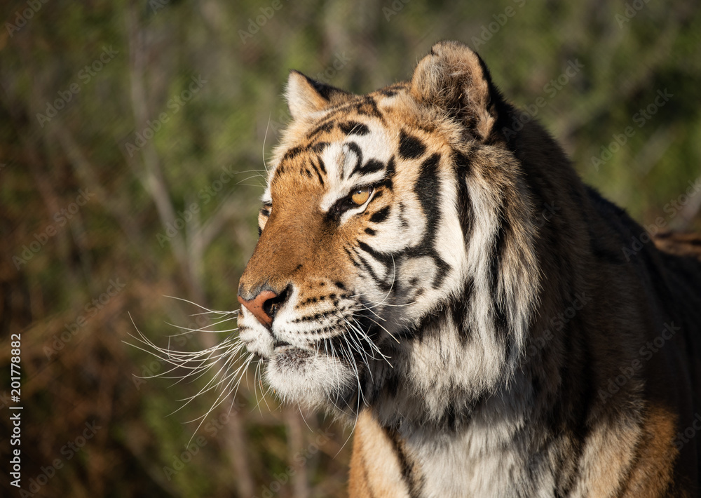 Profile headshot of a tiger in morning light Profile headshot of a tiger in morning light