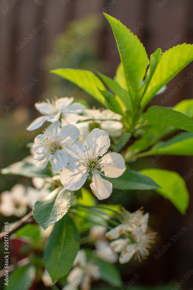 Cherry tree blossom, spring season in fruit orchards in Haspengouw agricultural region in Belgium, close up Cherry tree blossom, spring season in fruit orchards in Haspengouw agricultural region in Belgium, close up