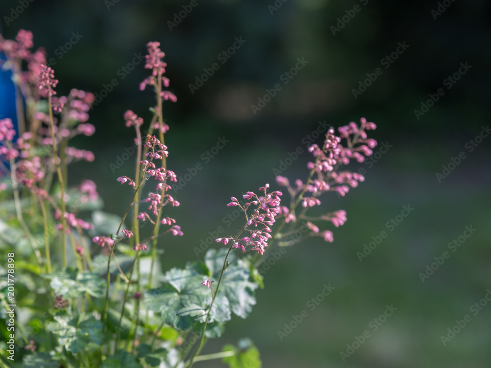 Perennial Herb with Beautiful Purple Efflorescence in the Garden Perennial Herb with Beautiful Purple Efflorescence in the Garden