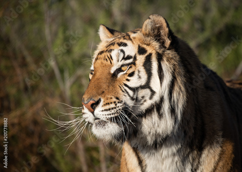 Profile headshot of a tiger in morning light