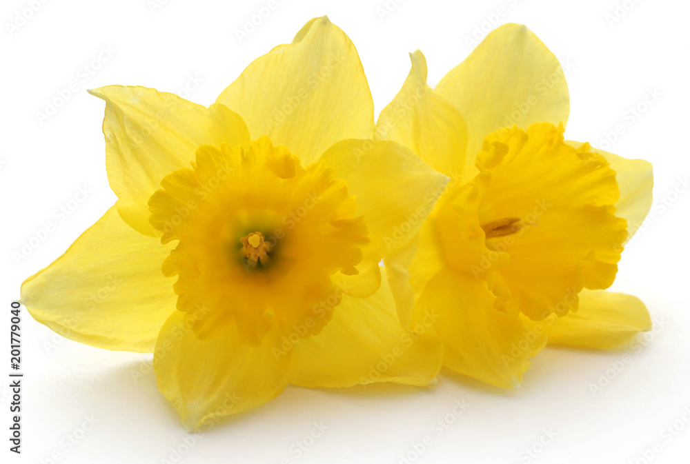 Flower daffodil Flower daffodil