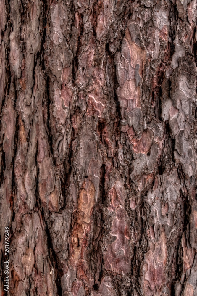 Obraz premium Tree Bark in Duluth, Minnesota during Winter