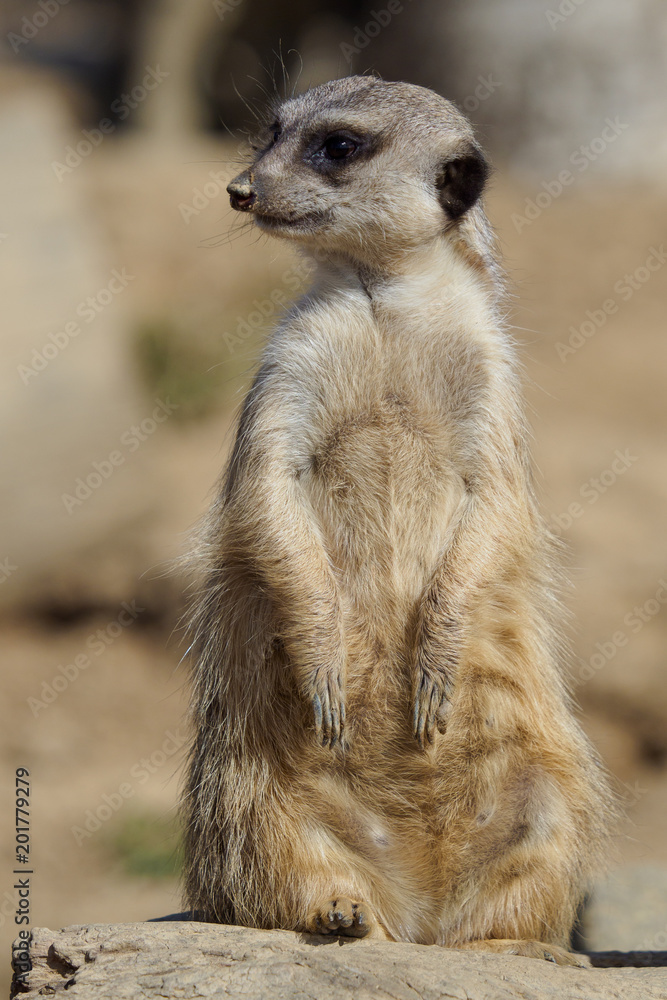 Fototapeta premium Suricata standing on a guard. Curious meerkat (Suricata suricatta).
