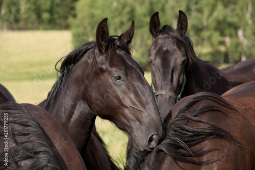 Foto Portrait of nice black kladrubian horses