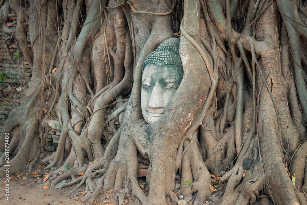 Head of Buddha statue in the tree roots at Wat Mahathat, Ayutthaya, Thailand. Head of Buddha statue in the tree roots at Wat Mahathat, Ayutthaya, Thailand.