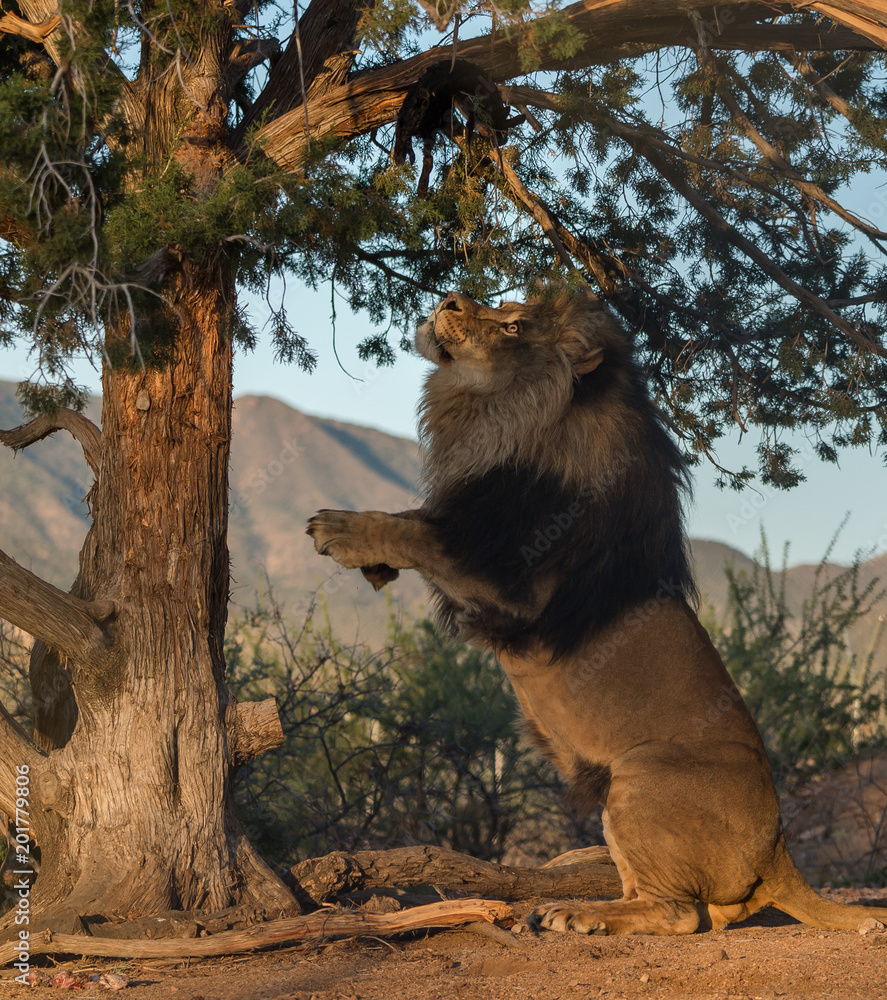 Obraz premium African male lion standing on hind legs at a tree