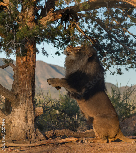 African male lion standing on hind legs at a tree