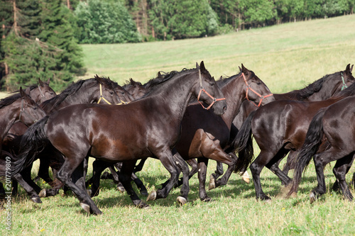 Foto Running herd of black kladrubian horses