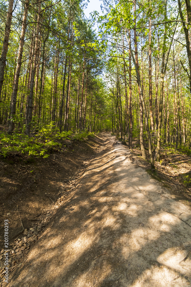 Beautiful spring forest at middle of Europe. Green Forest Park at morning. Beautiful spring forest at middle of Europe. Green Forest Park at morning.