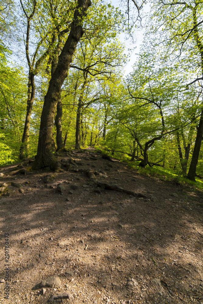 Beautiful spring forest at middle of Europe. Green Forest Park at morning. Beautiful spring forest at middle of Europe. Green Forest Park at morning.