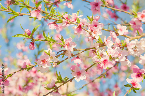 Branches with blossoming pink flowers against the blue sky. Texture of flowering tree. Spring background