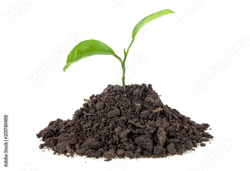 Young plant of citrus fruit in soil humus on a white background