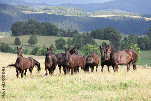 Schilderij op canvas Portrait of herd black kladrubian horses