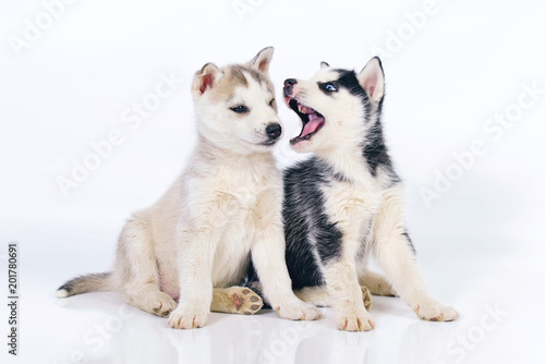 Two playful black and white and grey Siberian Husky puppies posing indoors on a white background