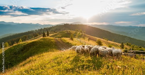 Flock of sheep in the mountains on the sunset background