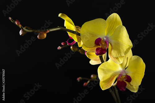 The yellow Orchid. Beautiful flowers on a black background.