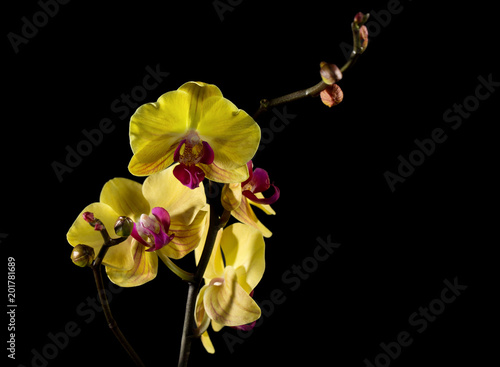 Fototapeta Naklejka Na Ścianę i Meble -  The yellow Orchid. Beautiful flowers on a black background.