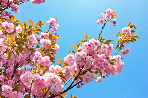 Beautiful almond tree flowers against blue sky (Prunus triloba).