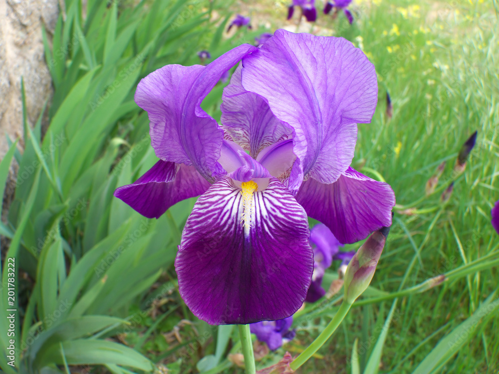 Iris azul violeta en un jardín. Flores de primavera Stock Photo | Adobe  Stock