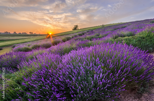 Blooming lavender fields in Poland  beautfiul sunrise