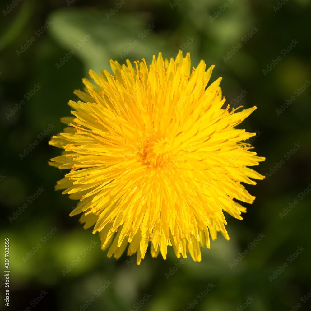 Löwenzahnblüte Löwenzahnblüte