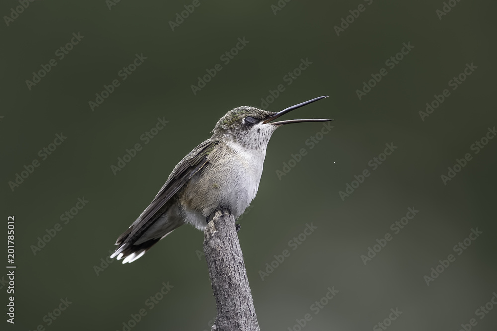 Naklejka premium Complaining About the Rain