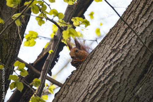 The red squirrel eats a nut.