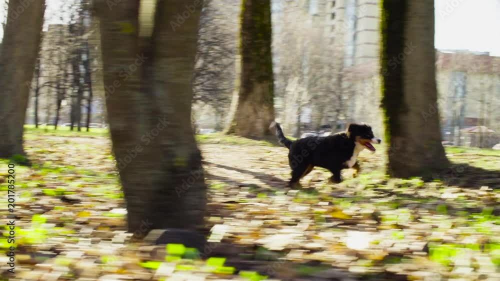 Woman walking with the bernese shepherd dog and her puppies in the park in spring. Woman walking with the bernese shepherd dog and her puppies in the park in spring.