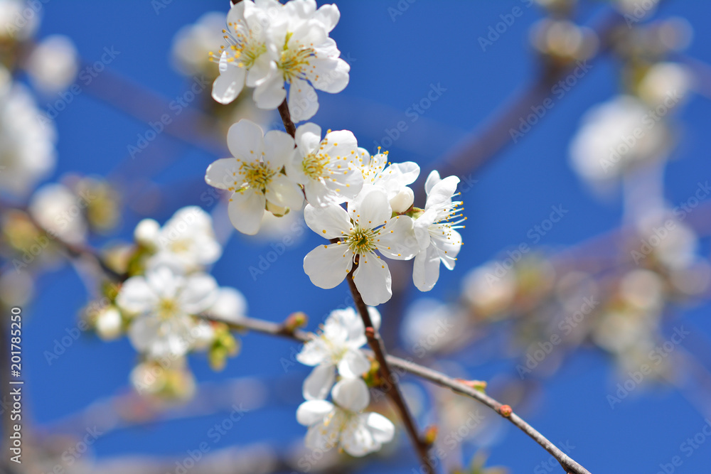 Obraz premium Sweet white flowers blooming cherry-tree, cherries in the spring garden. Blossoming fruit tree.