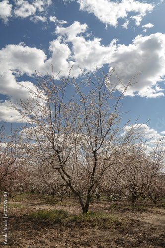 Garden at the Botanic Gardens on a sunny day