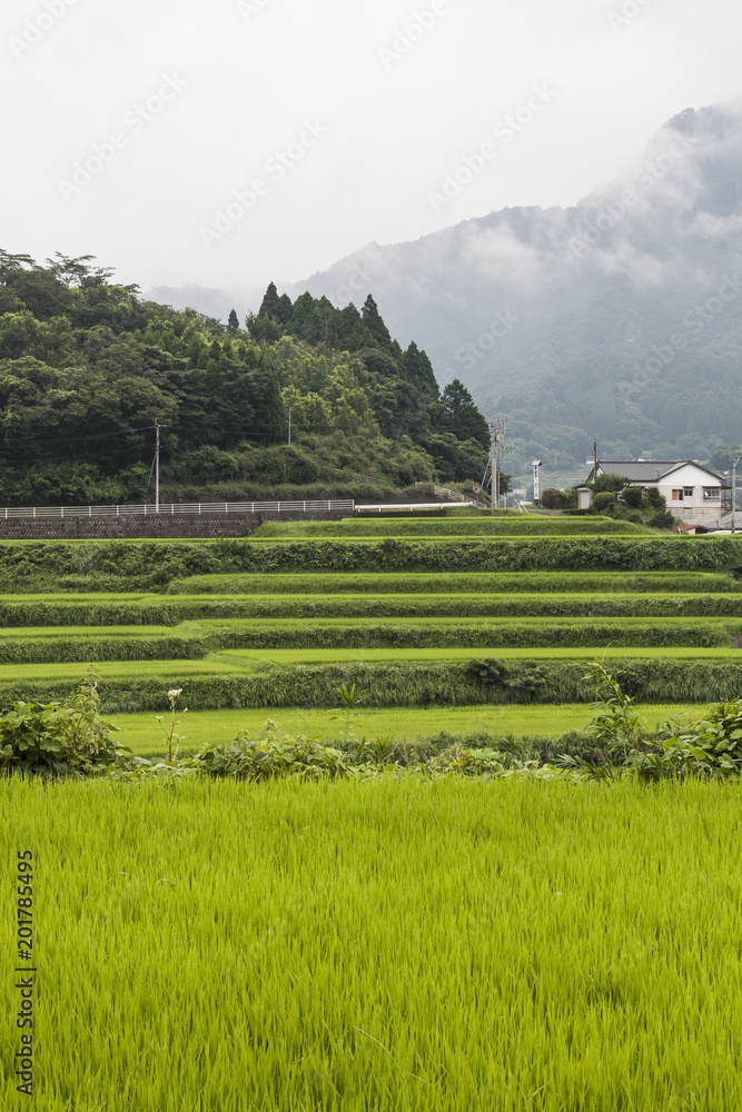 Fototapeta premium Rice Fields in Summer